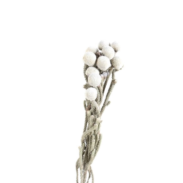 <h4>Droogdeco Brunia 40cm x3</h4>