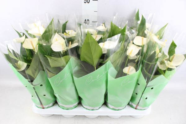 <h4>Anthurium andr. 'Elido'</h4>