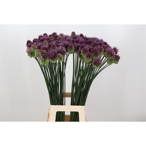Allium sphaerocephalon