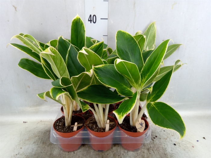 <h4>Aglaonema ...</h4>