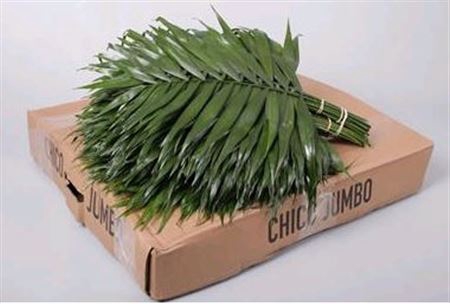<h4>Chico Jumbo Box</h4>