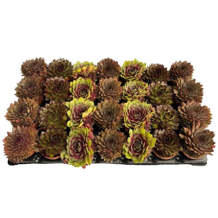 <h4>SEMPERVIVUM ARACHNOIDEUM WITH CLAYPOT P7</h4>