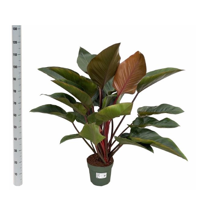 <h4>Philodendron Red Beauty 27Ø 110cm</h4>