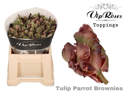 <h4>Tulipa pa paint brownies</h4>