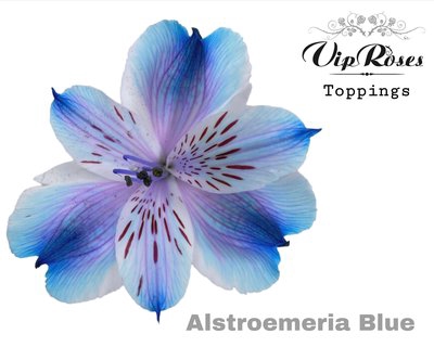 <h4>Alstroemeria paint blue</h4>