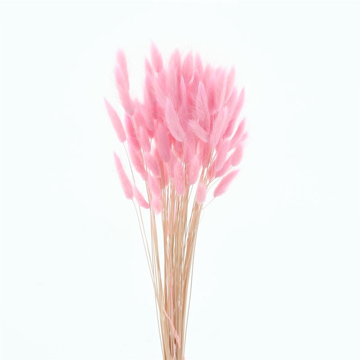 <h4>Dried Lagurus Bleached Light Pink 100gr Bs</h4>
