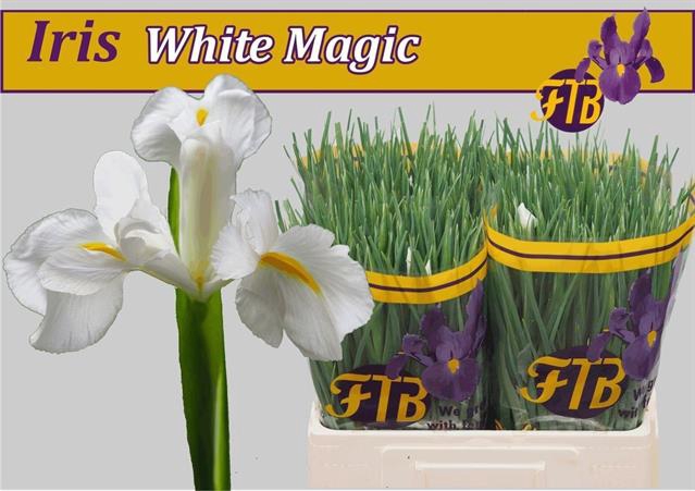 <h4>Iris white magic</h4>