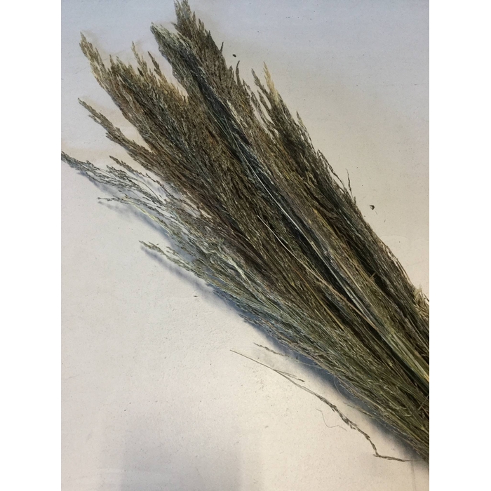 <h4>DRIED FLOWERS - BRIZA SEGROMIGNO NATURAL</h4>