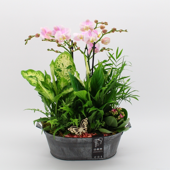 <h4>PHAL-23039RZ Phalaenopsis creatie</h4>
