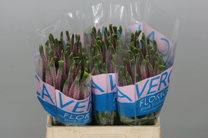 <h4>Veron Smart Enjoyce</h4>