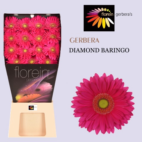 <h4>Gerbera Baringo diamond</h4>