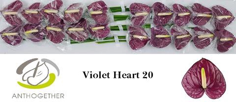 <h4>Anthurium love violet heart</h4>