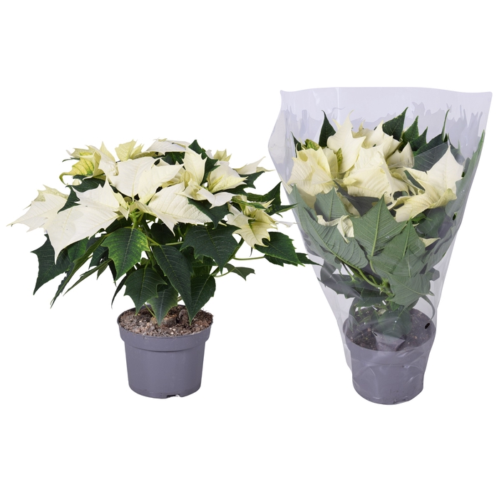 <h4>Euphorbia Wit blanco hoes</h4>