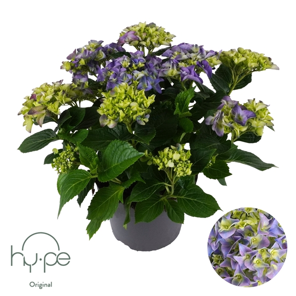 <h4>Hydrangea Mophead Blue 7+ | Hy-pe Original</h4>