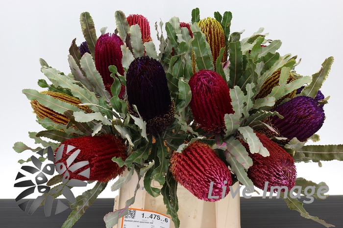 <h4>Banksia paint speciosa red</h4>