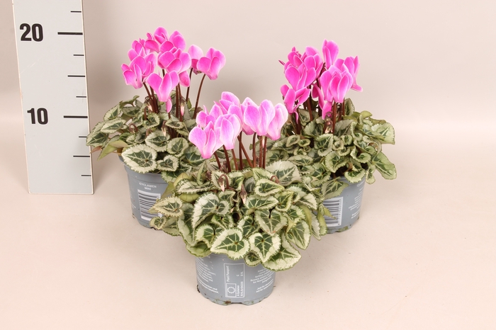 <h4>Cyclamen Picasso Rose Flame zilverbladig</h4>