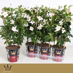 MANDE DI JADE WHITE
