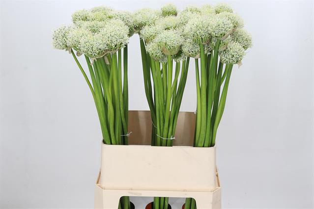 <h4>Allium white giant</h4>