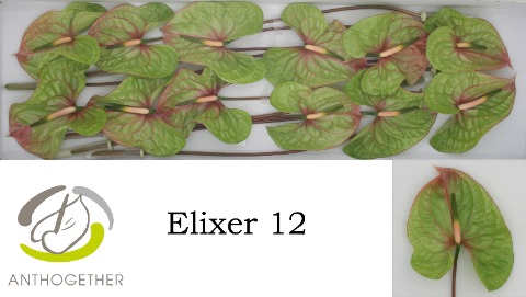 <h4>Anthurium elixer</h4>