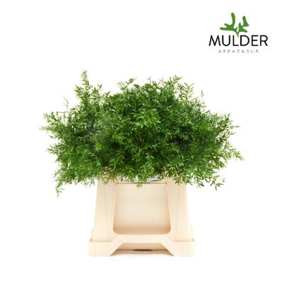 <h4>Leaf asparagus dens cwebe</h4>