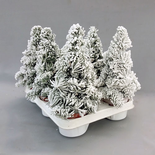 <h4>Abies paraffin 40 cm hoog</h4>