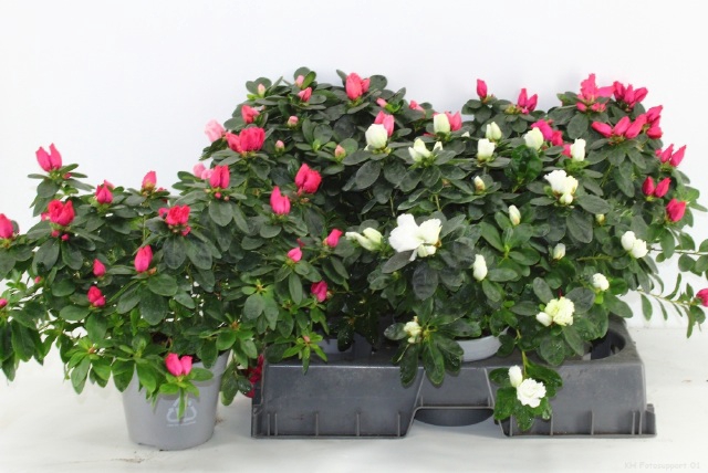 <h4>RHODO SI VOGEL GEM</h4>