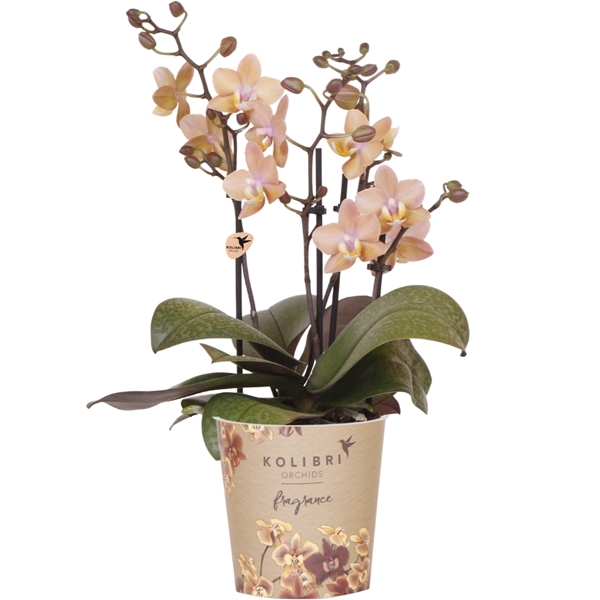 <h4>Kolibri Orchids Phalaenopsis Fragrance Salmon 4spike</h4>