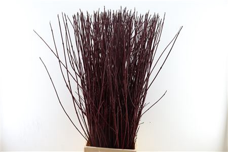 <h4>Cornus alba sibirica</h4>