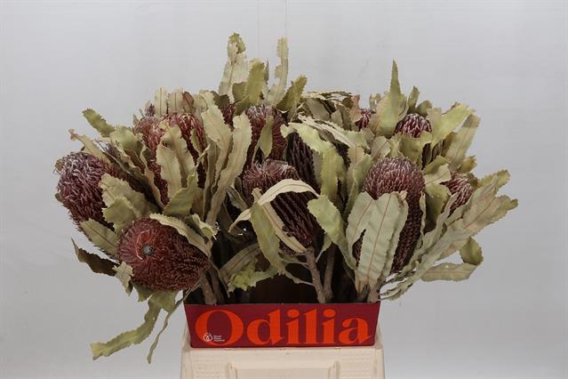 <h4>Banksia menziesii</h4>