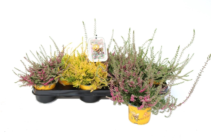 <h4>Calluna vulg. mixkar</h4>