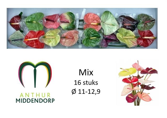 <h4>Anthurium mix in box</h4>