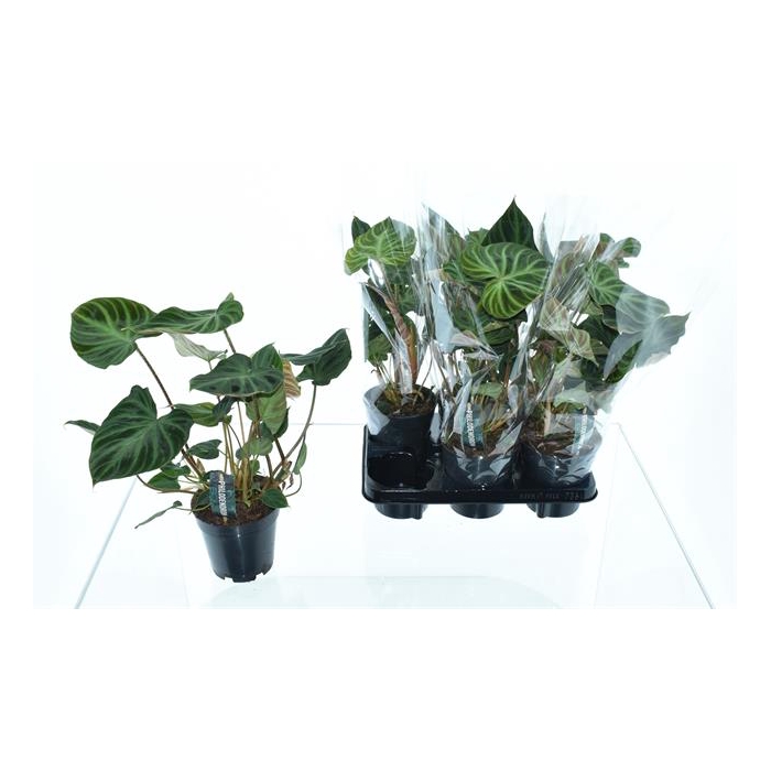 <h4>Philodendron verrucosum Incensi 14Ø 40cm</h4>