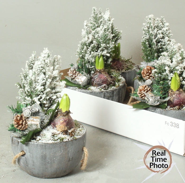 <h4>ARR TUINPLANTEN</h4>