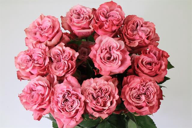 <h4>Rosa ec country blue</h4>