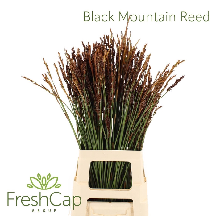 <h4>>> Black Mountain Reed **promo**</h4>