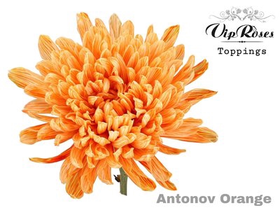 <h4>Chrys bl paint antonov orange</h4>