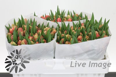 <h4>Tulipa do voicemail</h4>