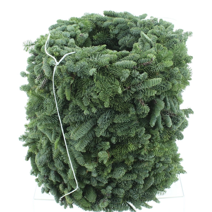 Ficus Cyathistipula - Plante d'Intérieur Unique et Robuste – La Green Touch