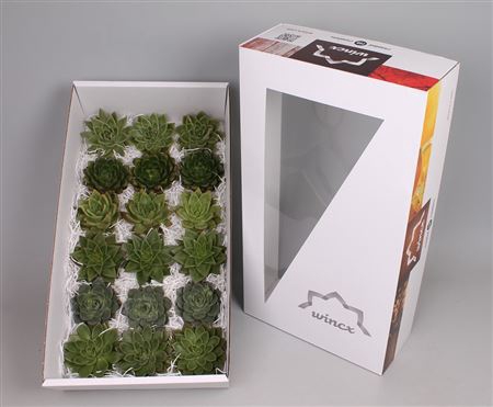 <h4>Echeveria green mix wincx cutfl 6 spcs</h4>