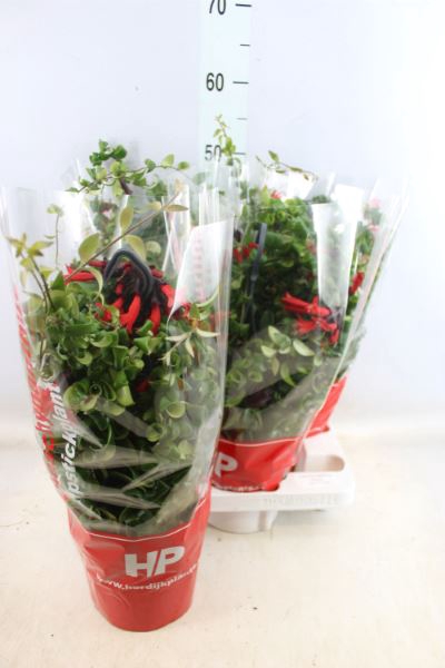 <h4>Aeschynanthus  'Rasta'</h4>