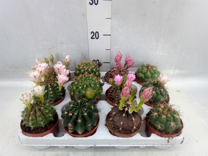 <h4>Cactus ...flowering Mix</h4>