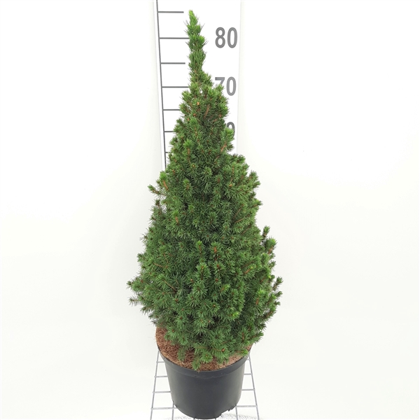 <h4>Picea Gl. Conica P23 80-90</h4>