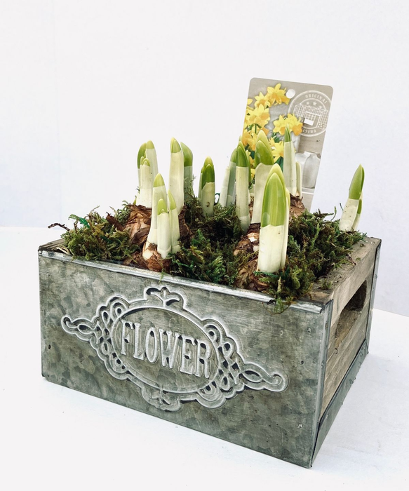 <h4>arr4 Narcis FL4904 - Zink hout box flower</h4>