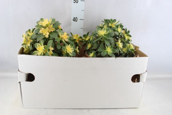 <h4>Aeonium arboreum</h4>