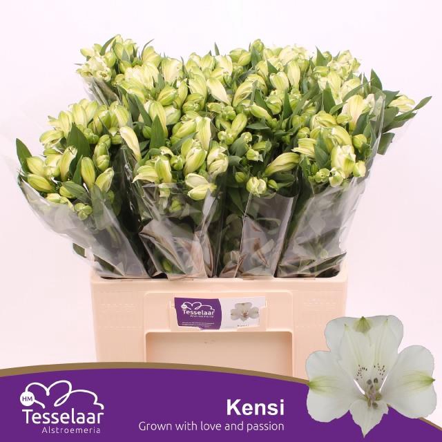 <h4>ALSTR KENSI</h4>