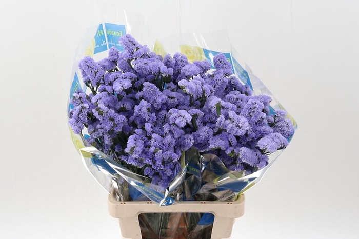 <h4>Statice crystal sky blue</h4>
