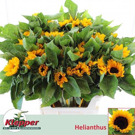 <h4>Heli Sunrich Orange 80cm (Klepper)</h4>