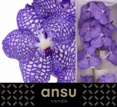 <h4>Vanda Kan China Blue</h4>