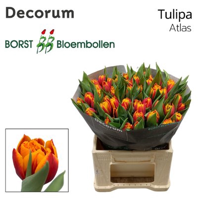 <h4>Tulipa do atlas</h4>