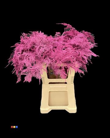 <h4>Asp Extra Cerise</h4>